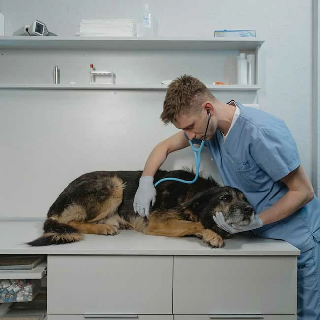 How to Choose the Right Oxygen Generator for Your Veterinary Practice