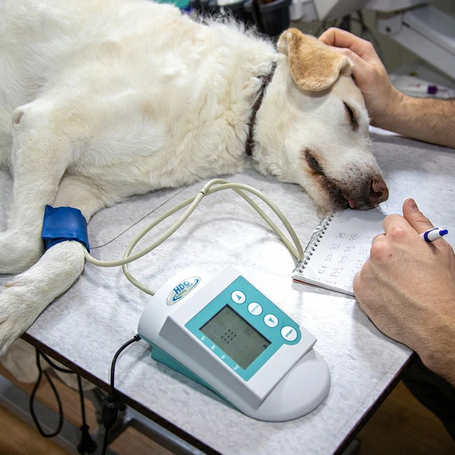 On Demand Oxygen For Veterinarians Is Needed More Than Ever Before