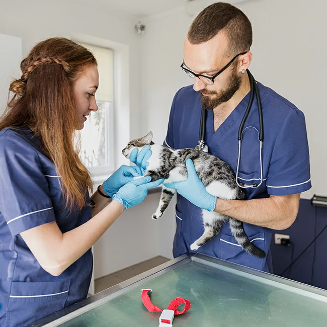 Case Studies Of Animal Hospitals That Have Made The Switch To Veterinary Oxygen Generators And Benefited From Tax Savings