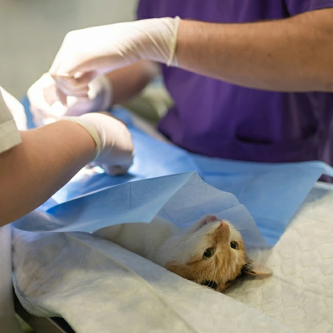 Emergency Situations for Animal Hospitals