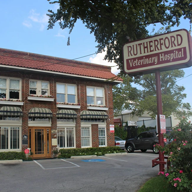 Rutherford Veterinary Animal Hospital in Dallas